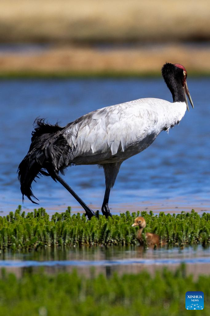 Black-necked cranes breed babies in wetlands in Xainza County, China's Xizang