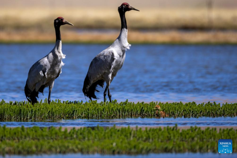 Black-necked cranes breed babies in wetlands in Xainza County, China's Xizang