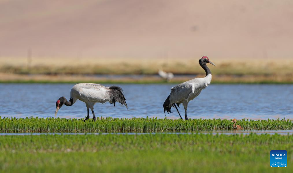 Black-necked cranes breed babies in wetlands in Xainza County, China's Xizang