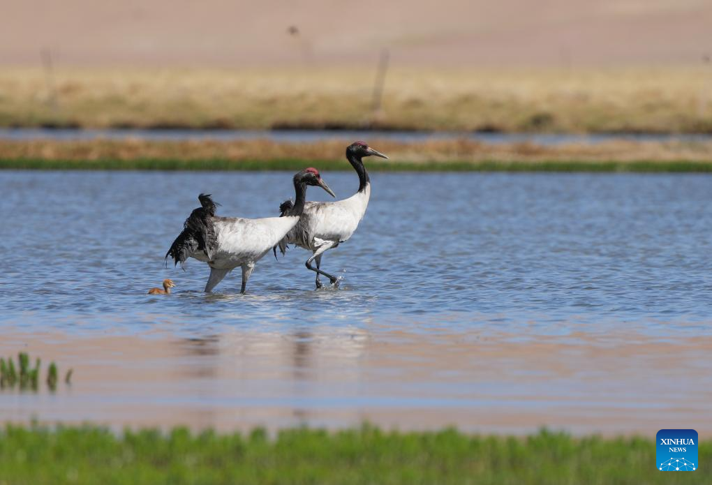 Black-necked cranes breed babies in wetlands in Xainza County, China's Xizang