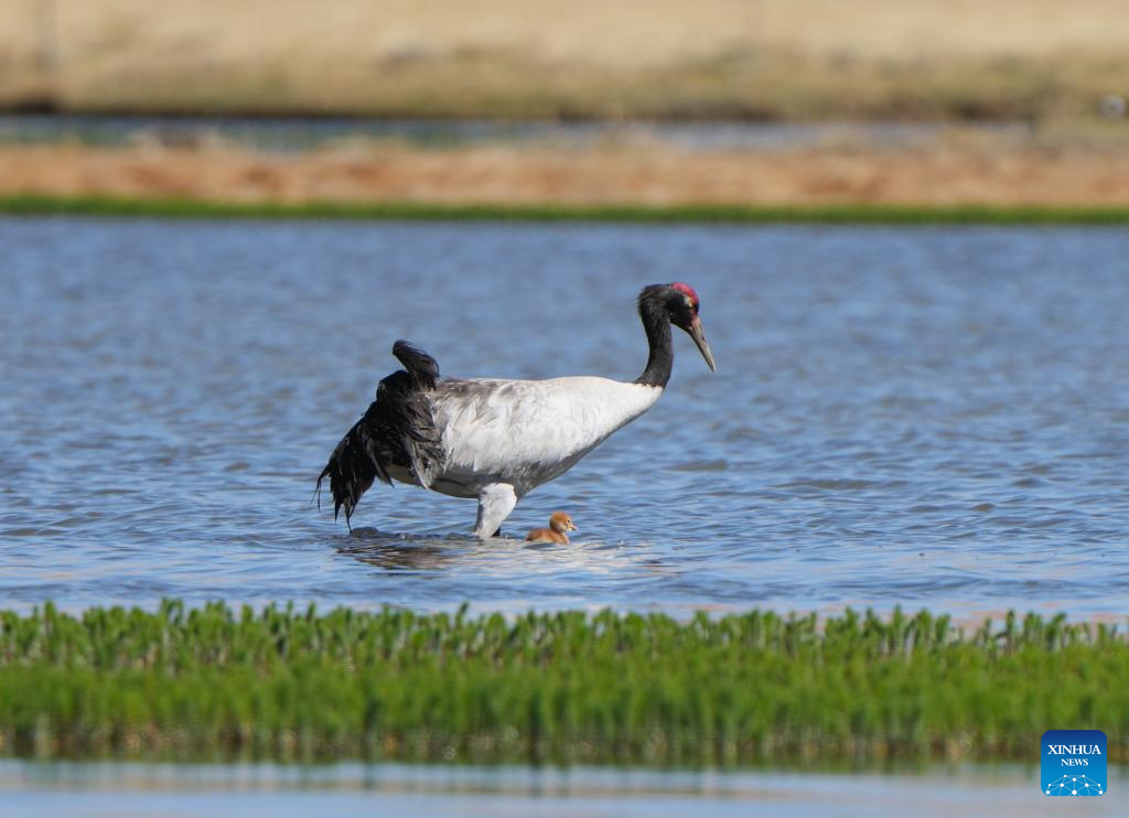 Black-necked cranes breed babies in wetlands in Xainza County, China's Xizang