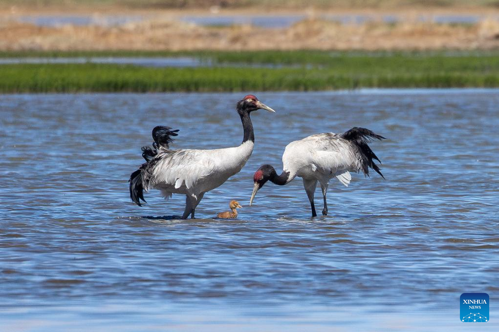 Black-necked cranes breed babies in wetlands in Xainza County, China's Xizang