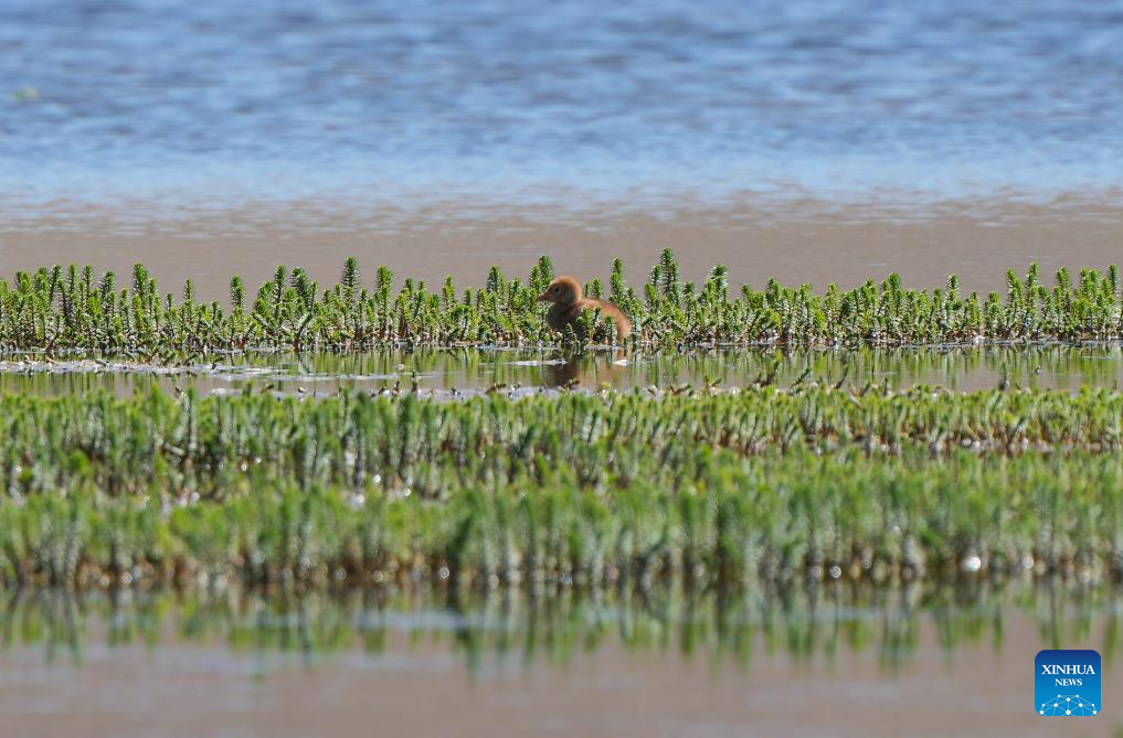 Black-necked cranes breed babies in wetlands in Xainza County, China's Xizang