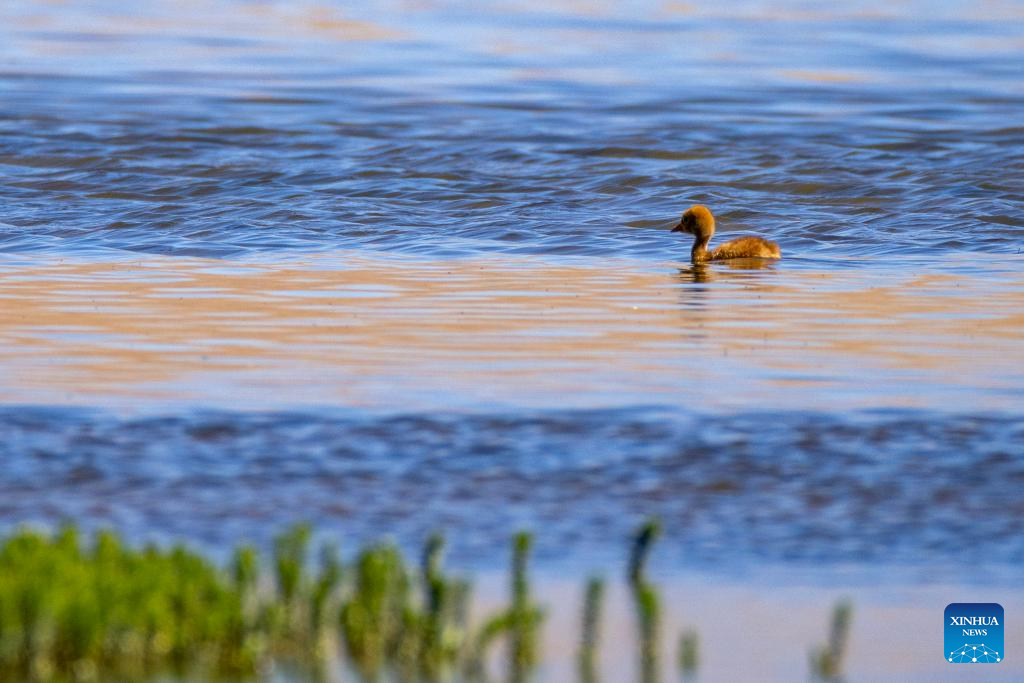 Black-necked cranes breed babies in wetlands in Xainza County, China's Xizang