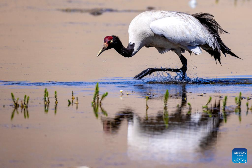 Black-necked cranes breed babies in wetlands in Xainza County, China's Xizang