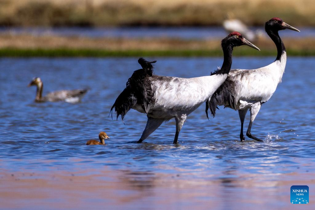 Black-necked cranes breed babies in wetlands in Xainza County, China's Xizang