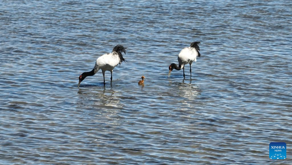 Black-necked cranes breed babies in wetlands in Xainza County, China's Xizang