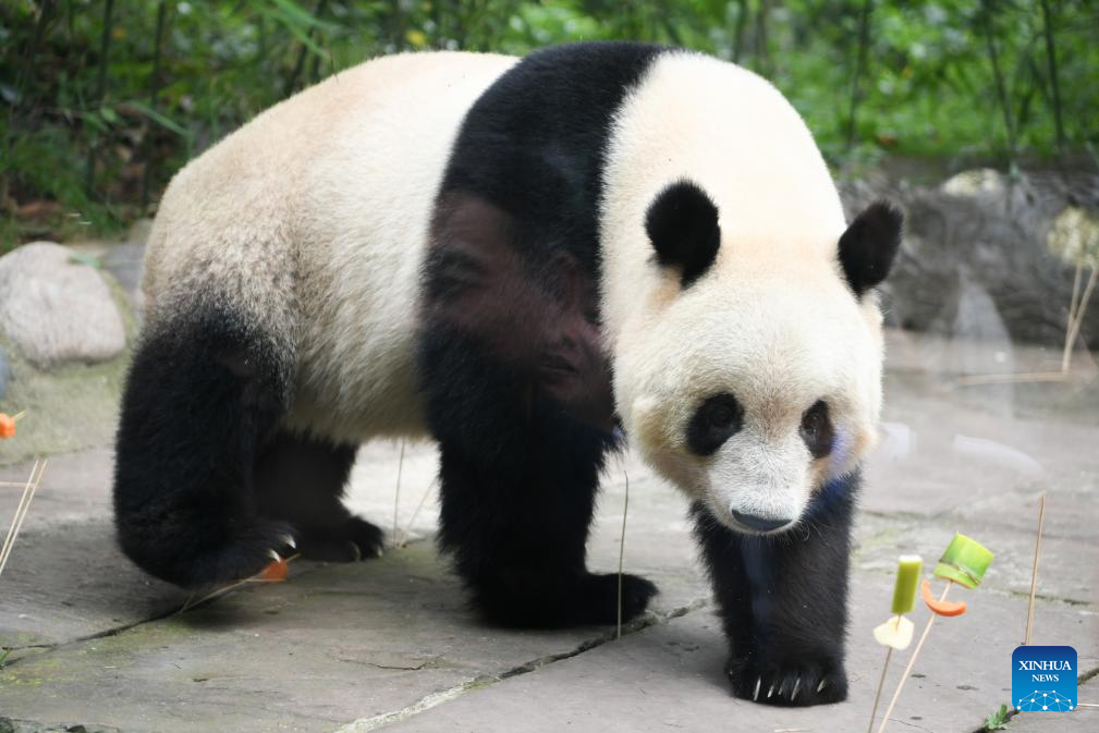 7th birthday of female giant panda Xiang Xiang celebrated in China's Sichuan