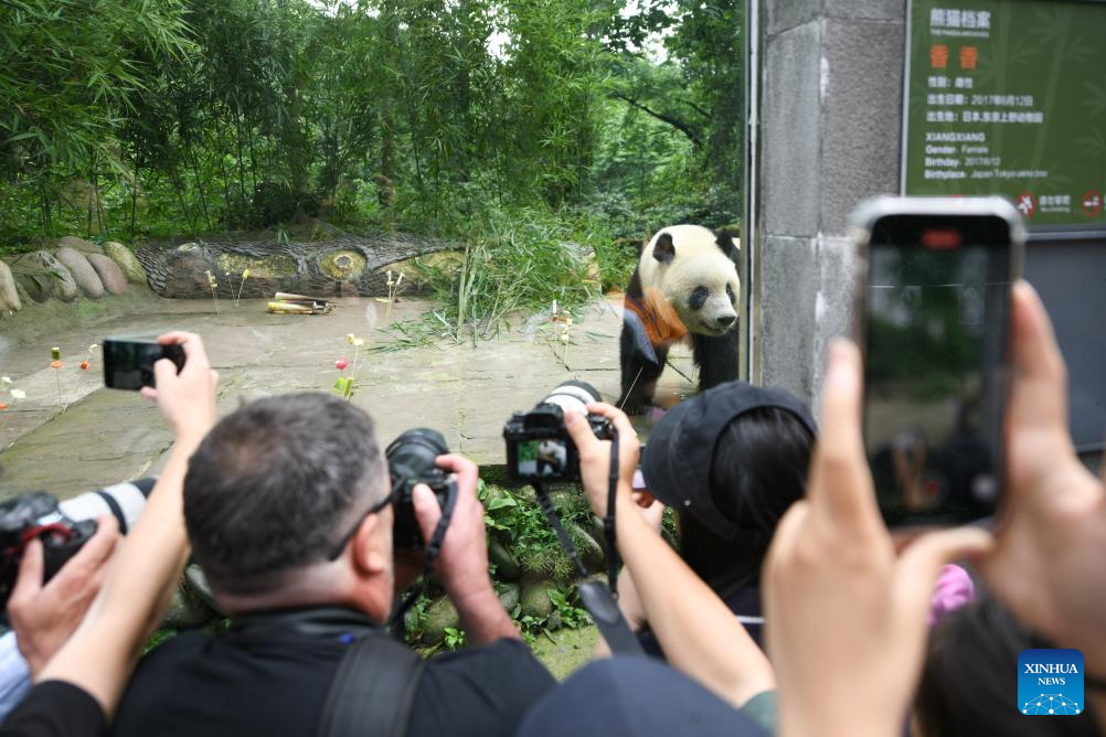 7th birthday of female giant panda Xiang Xiang celebrated in China's Sichuan