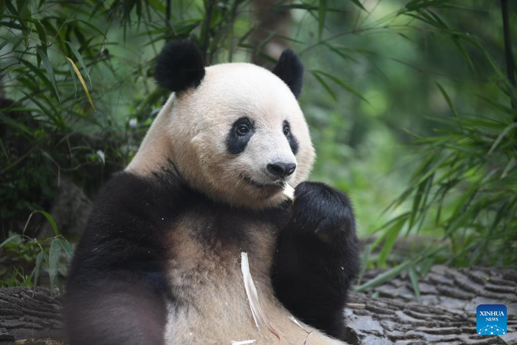 7th birthday of female giant panda Xiang Xiang celebrated in China's Sichuan