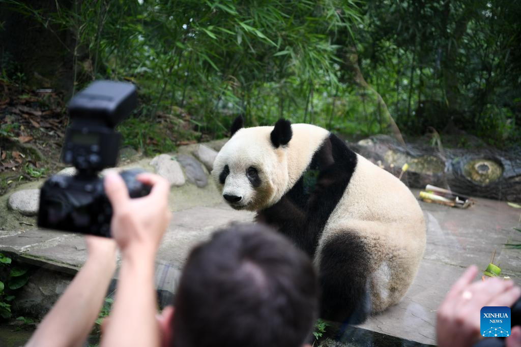 7th birthday of female giant panda Xiang Xiang celebrated in China's Sichuan