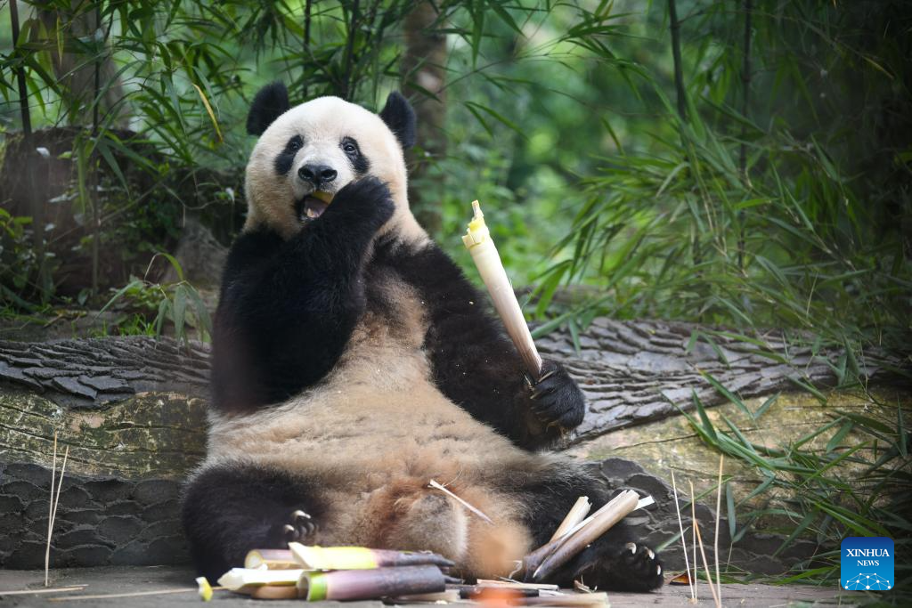 7th birthday of female giant panda Xiang Xiang celebrated in China's Sichuan