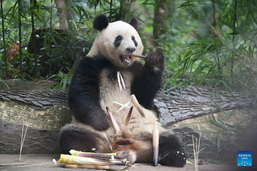 7th birthday of female giant panda Xiang Xiang celebrated in China's Sichuan