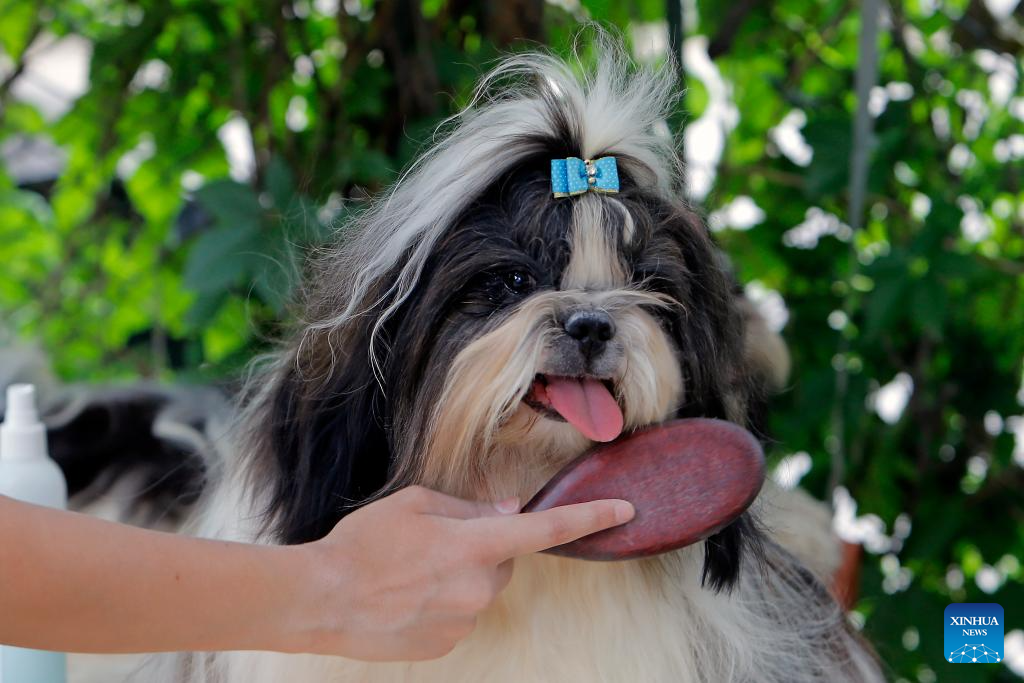 International canine beauty show held in Bucharest, Romania