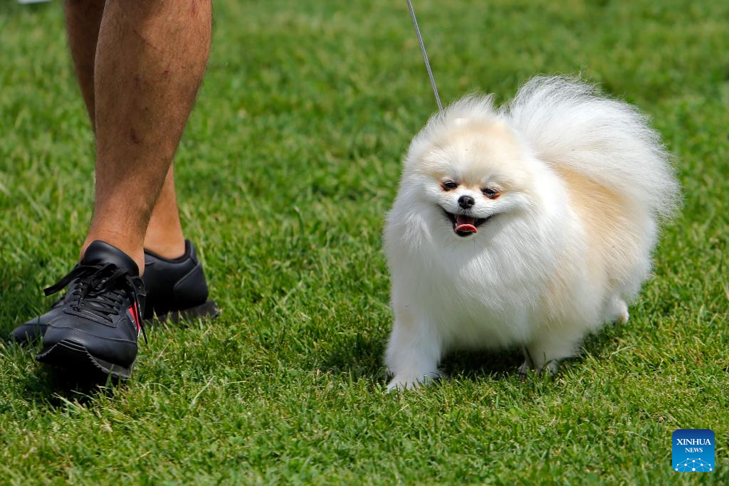 International canine beauty show held in Bucharest, Romania