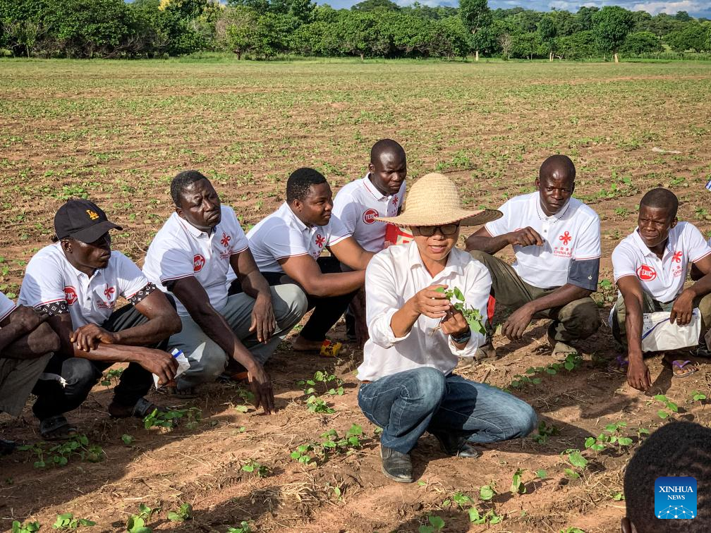 Feature: Chinese technology boosts cotton production in Benin