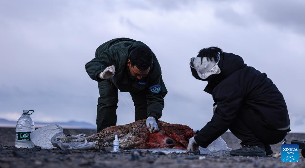 Pic story: rangers rescue pregnant Tibetan antelope during migration in Xizang