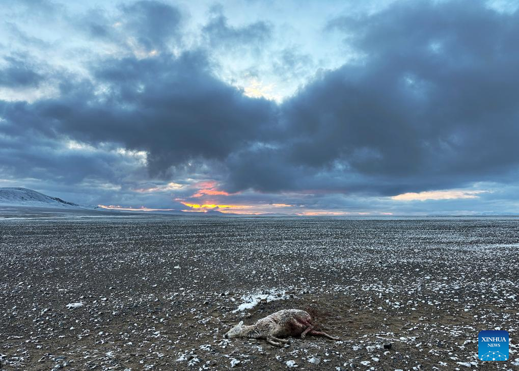 Pic story: rangers rescue pregnant Tibetan antelope during migration in Xizang