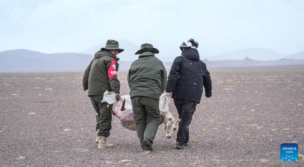 Pic story: rangers rescue pregnant Tibetan antelope during migration in Xizang