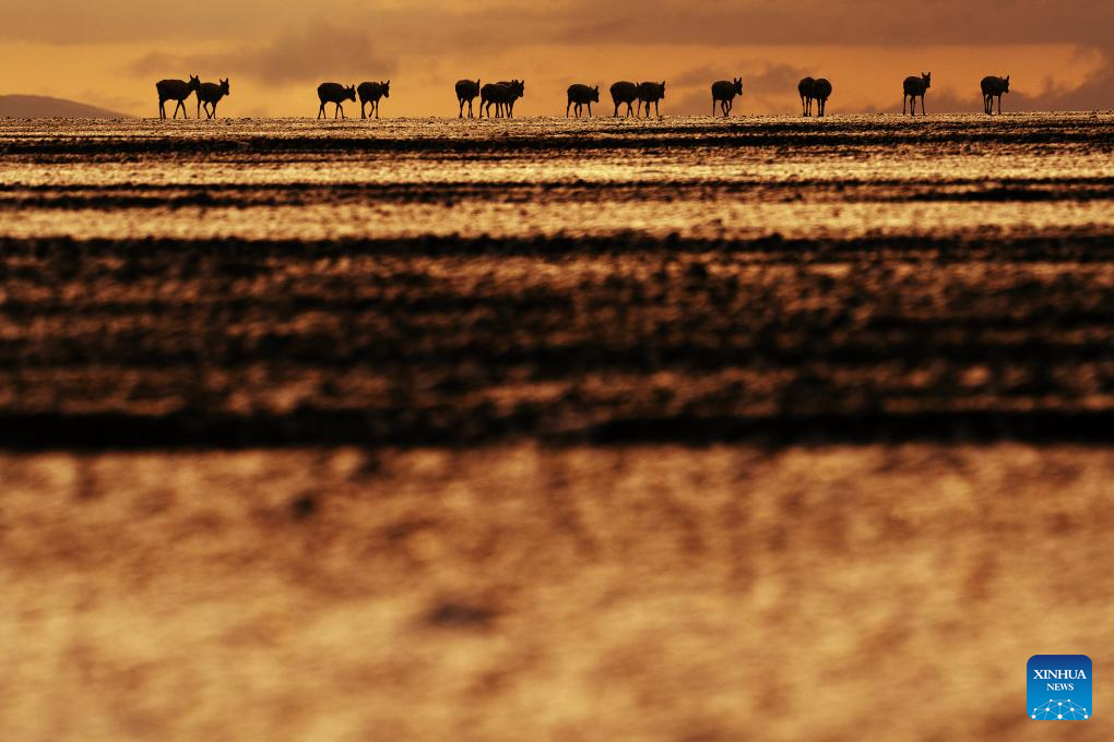 Pic story: rangers rescue pregnant Tibetan antelope during migration in Xizang