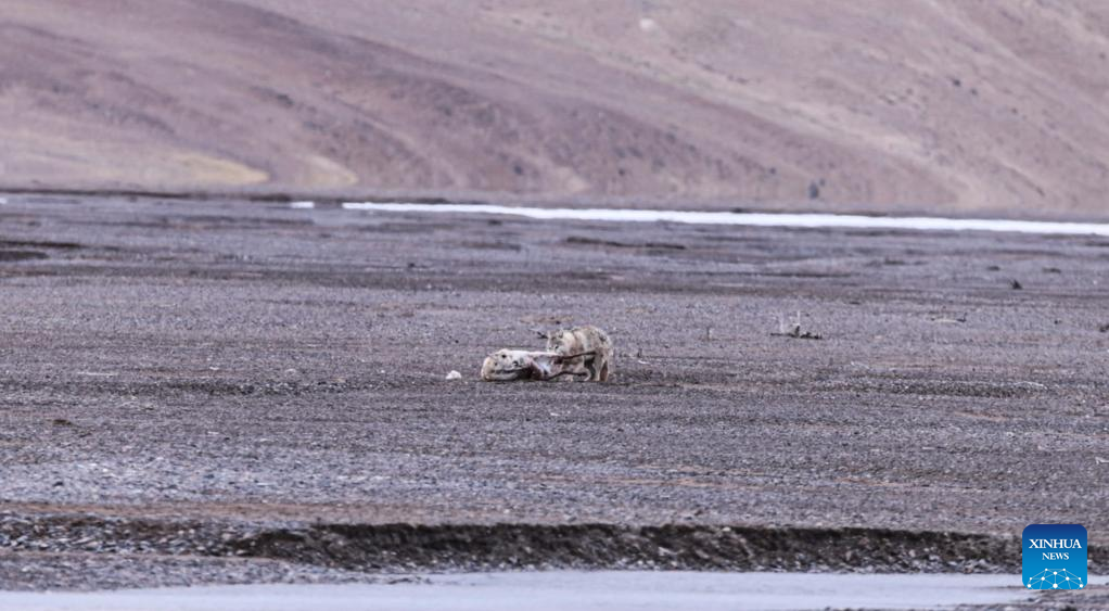 Pic story: rangers rescue pregnant Tibetan antelope during migration in Xizang