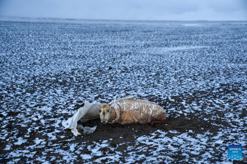 Pic story: rangers rescue pregnant Tibetan antelope during migration in Xizang