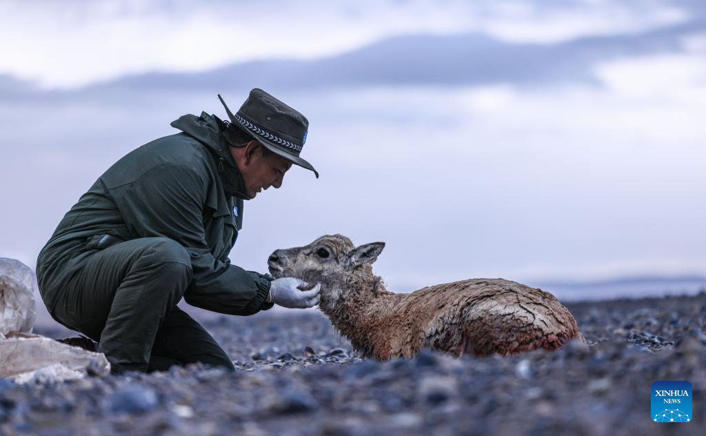 Pic story: rangers rescue pregnant Tibetan antelope during migration in Xizang