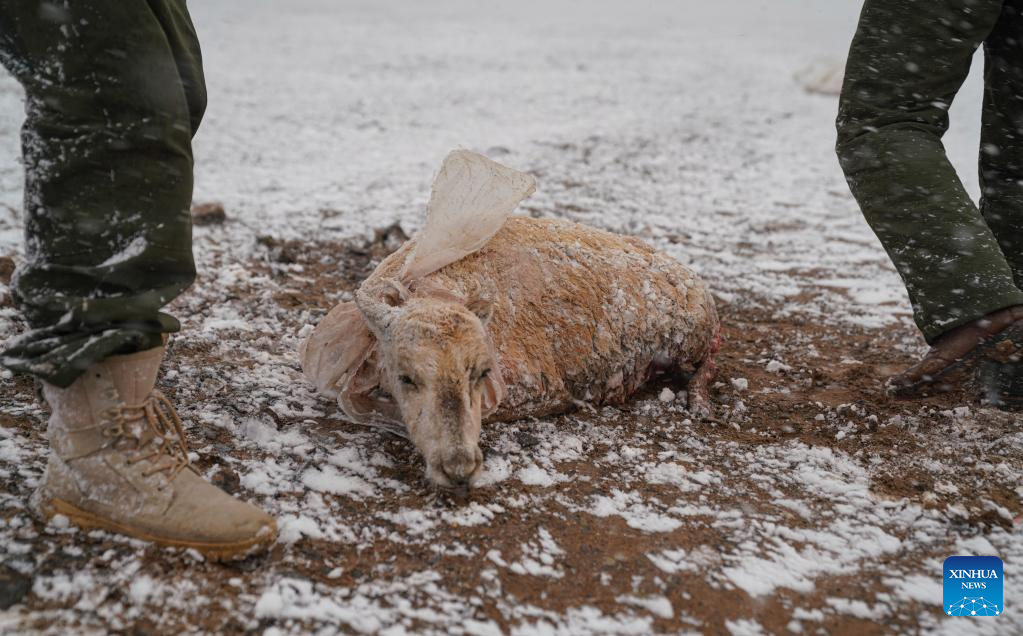 Pic story: rangers rescue pregnant Tibetan antelope during migration in Xizang