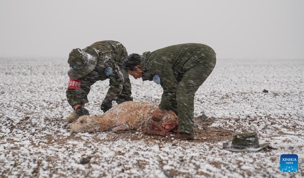 Pic story: rangers rescue pregnant Tibetan antelope during migration in Xizang