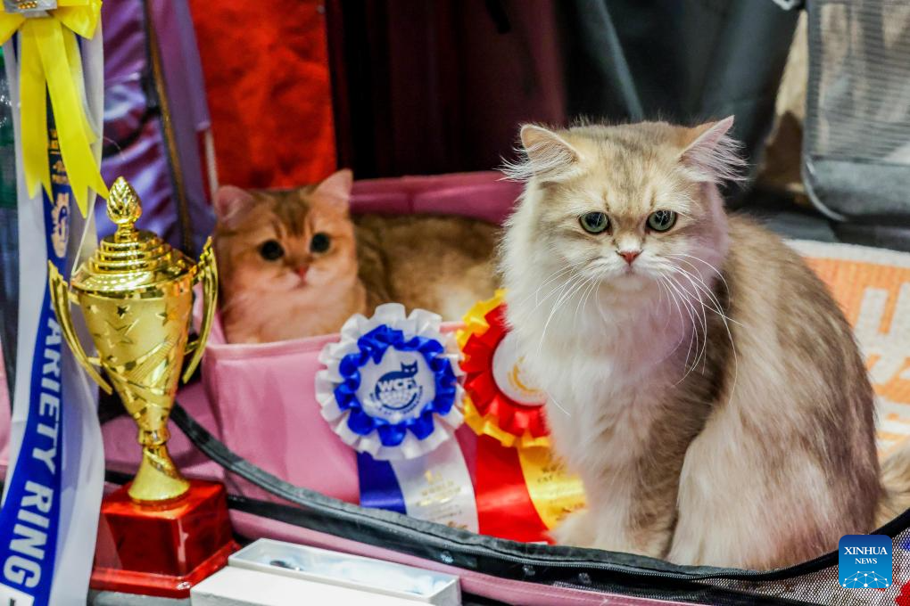 In pics: WCF Philippines World Cat Show 2024