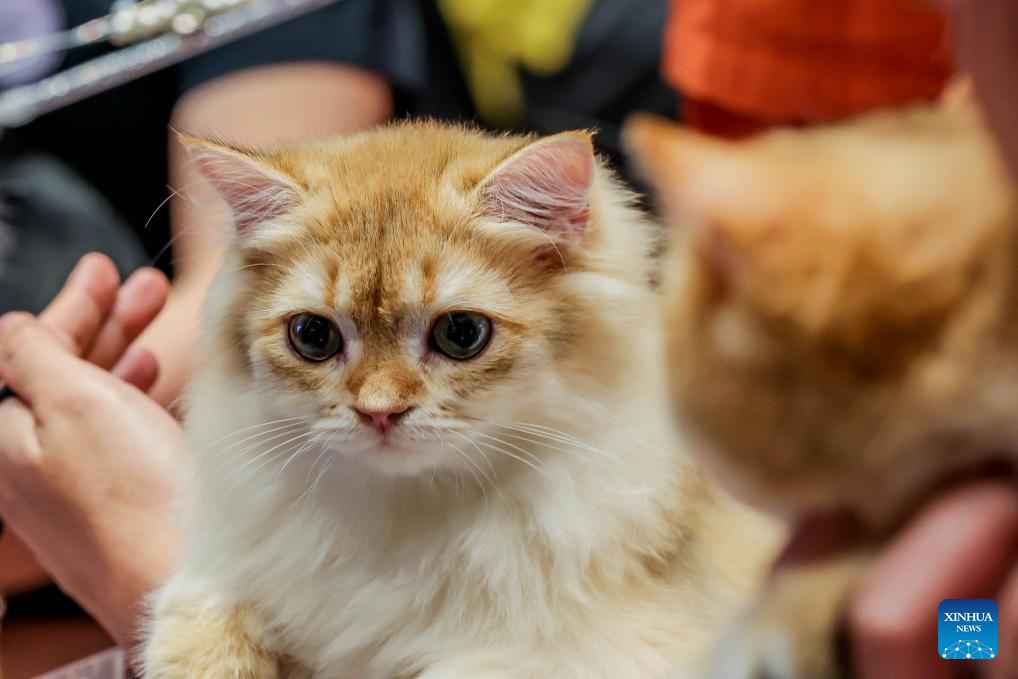 In pics: WCF Philippines World Cat Show 2024