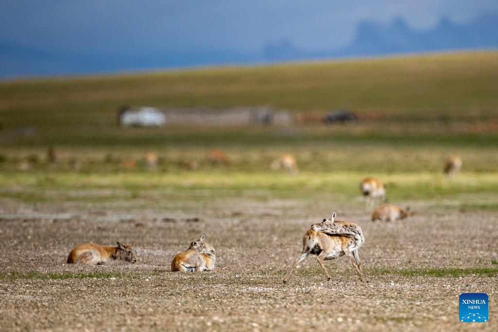 Tibetan antelopes embark on birth-giving season in SW China