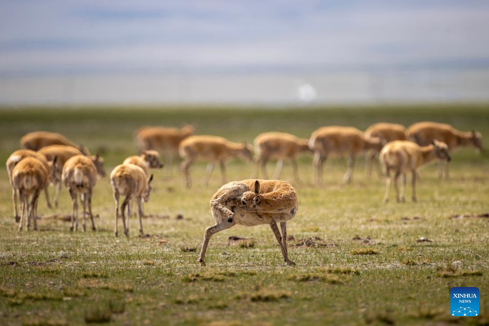 Tibetan antelopes embark on birth-giving season in SW China