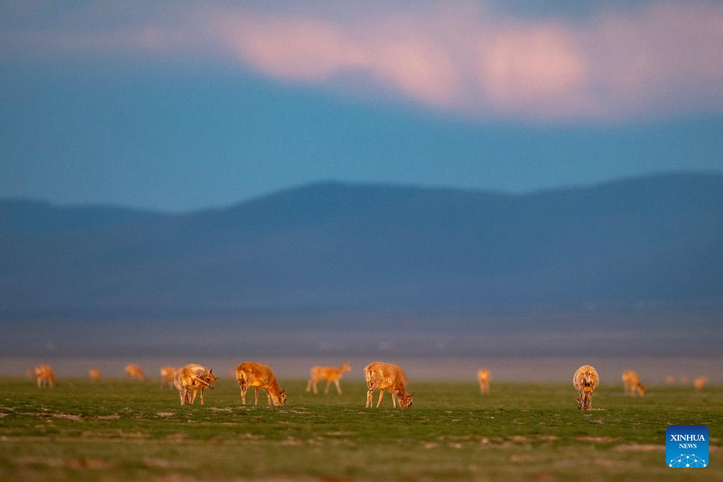 Tibetan antelopes embark on birth-giving season in SW China