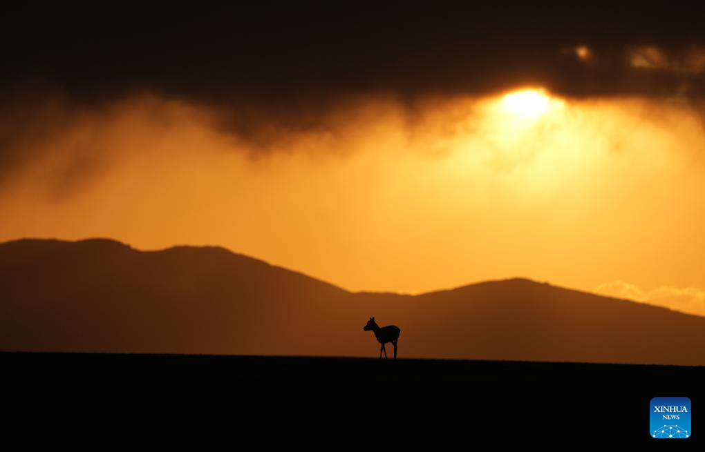 Tibetan antelopes embark on birth-giving season in SW China