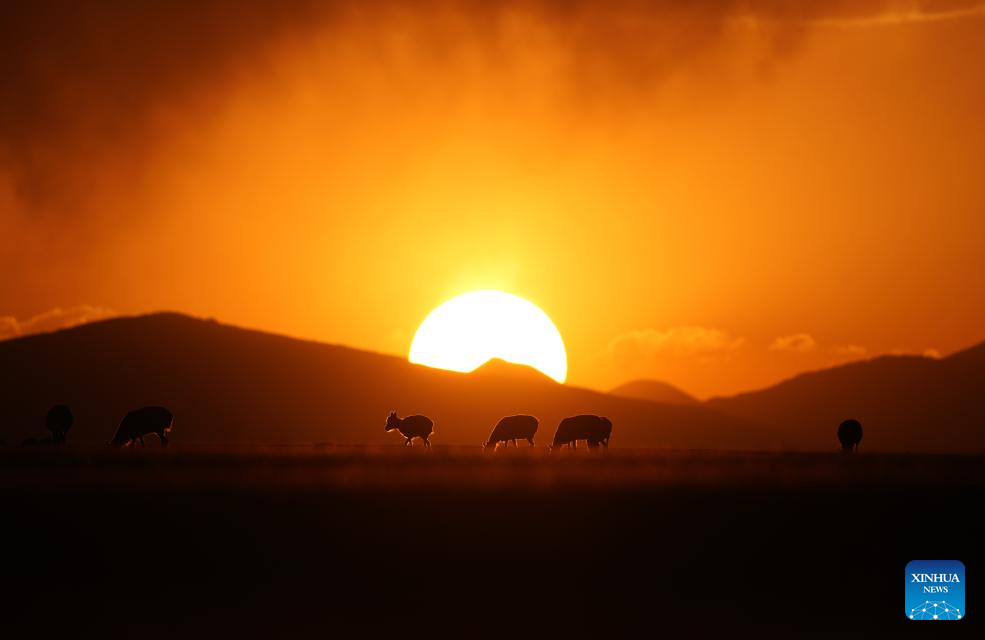 Tibetan antelopes embark on birth-giving season in SW China