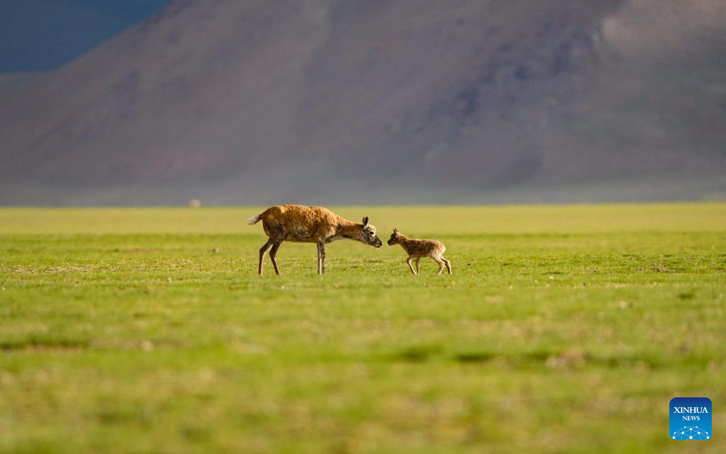 Tibetan antelopes embark on birth-giving season in SW China