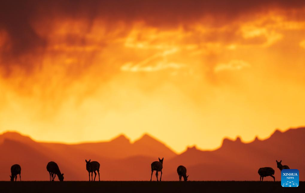 Tibetan antelopes embark on birth-giving season in SW China