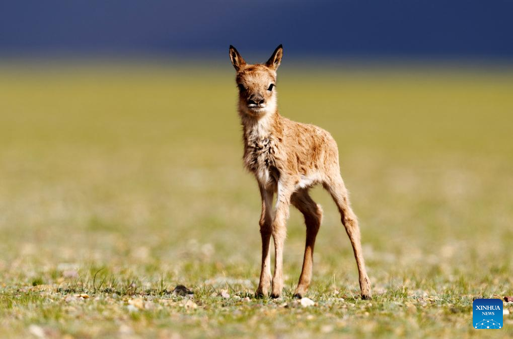 Tibetan antelopes embark on birth-giving season in SW China