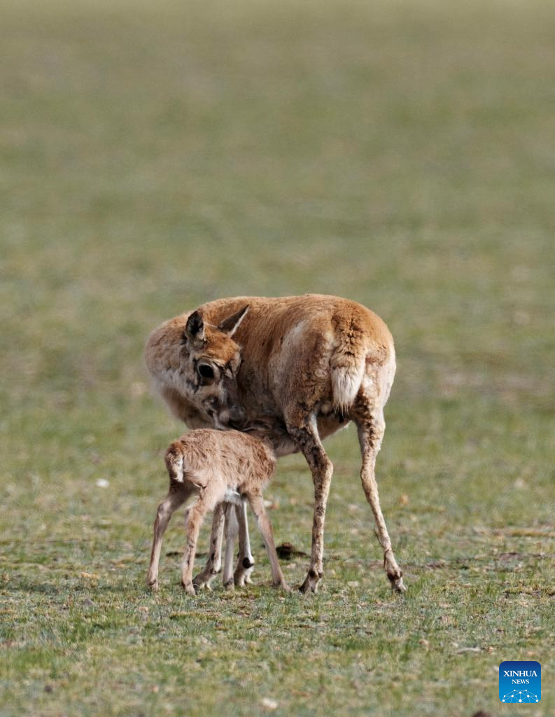 Tibetan antelopes embark on birth-giving season in SW China