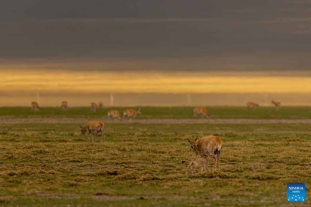 Tibetan antelopes embark on birth-giving season in SW China