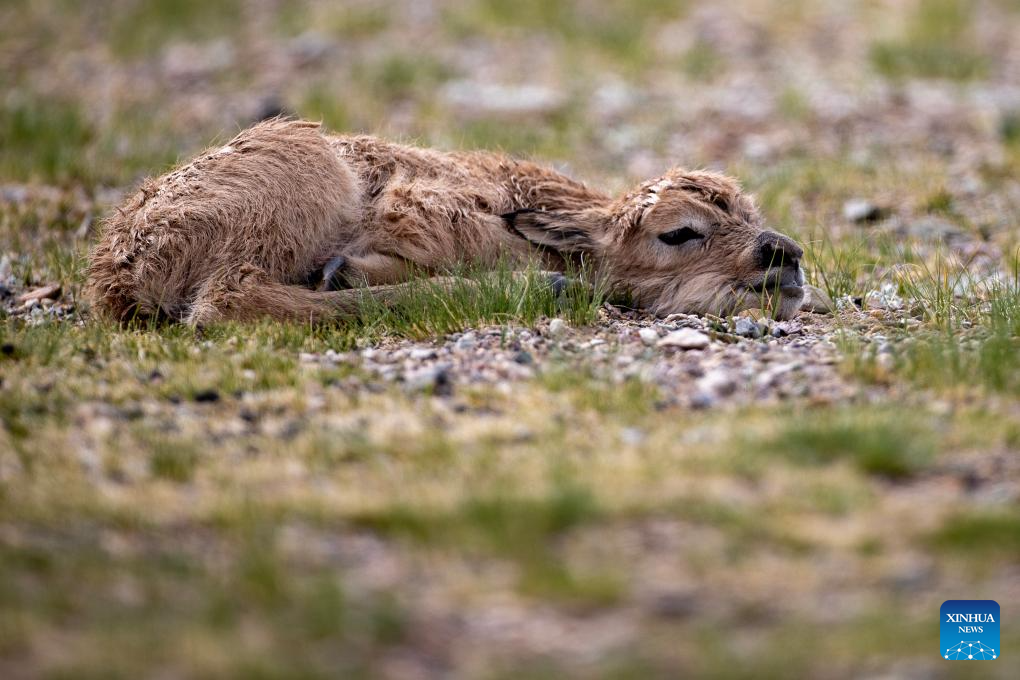 Tibetan antelopes embark on birth-giving season in SW China