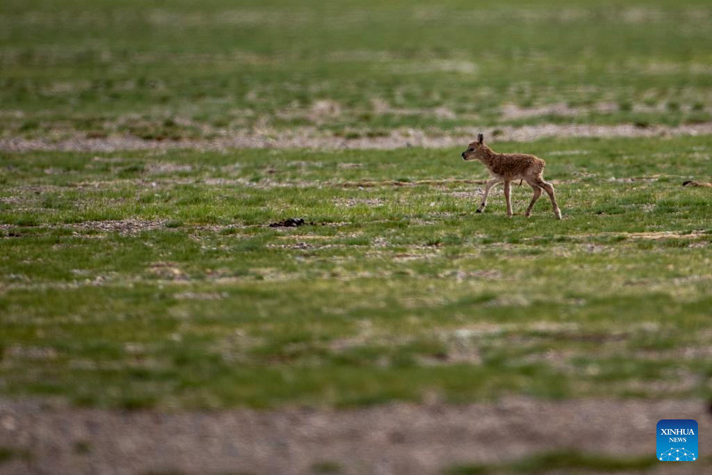 Tibetan antelopes embark on birth-giving season in SW China