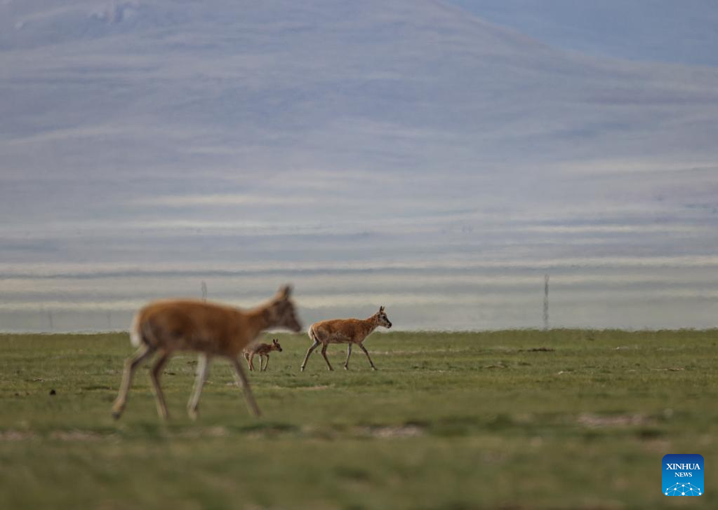 Tibetan antelopes embark on birth-giving season in SW China