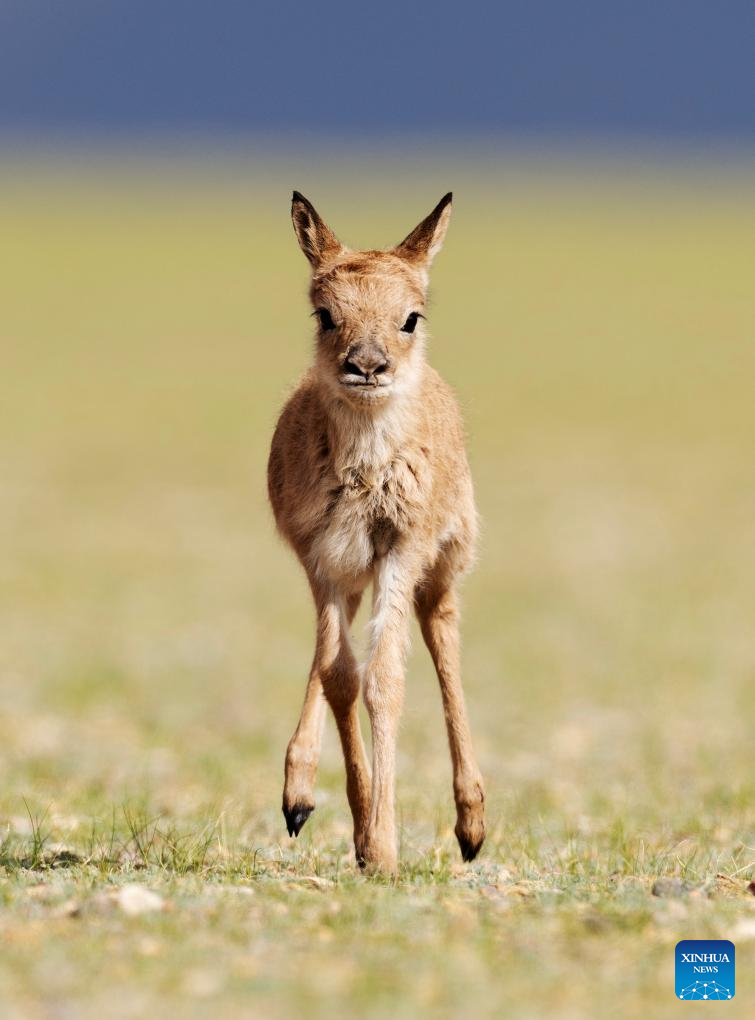 Tibetan antelopes embark on birth-giving season in SW China