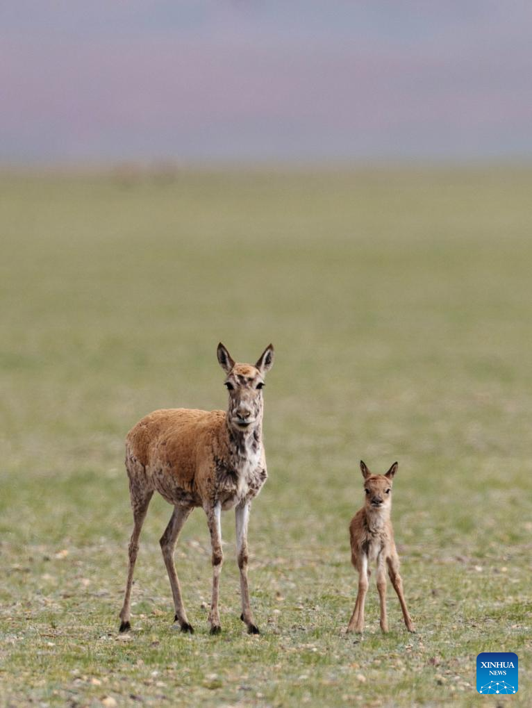 Tibetan antelopes embark on birth-giving season in SW China