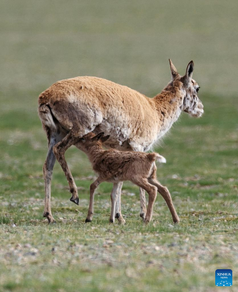 Tibetan antelopes embark on birth-giving season in SW China