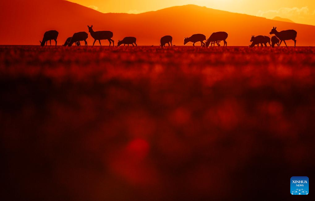 Tibetan antelopes embark on birth-giving season in SW China