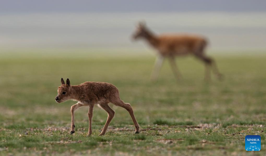 Tibetan antelopes embark on birth-giving season in SW China