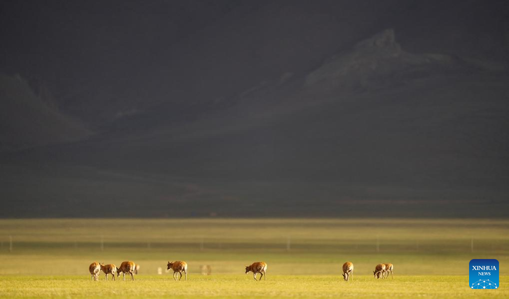 Tibetan antelopes embark on birth-giving season in SW China